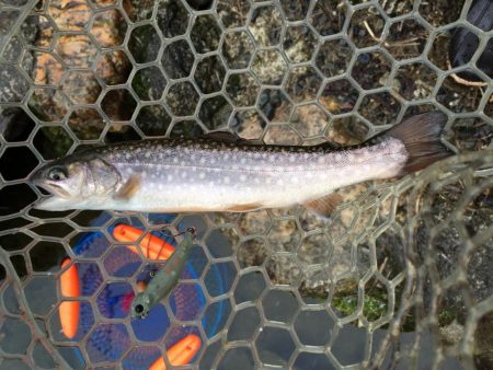 朽木渓流魚センタールアーフィールド